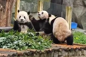 大熊猫干架你打你的我吃我的 淡定干饭画面惹笑了网友图片