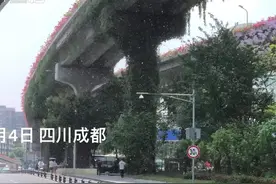 30秒｜成都五月“飘雪啦” 不！是杨树飞絮图片