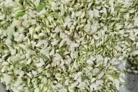 最近的槐花好吃，但撸的地方不对，和高架上采月季一样危险图片