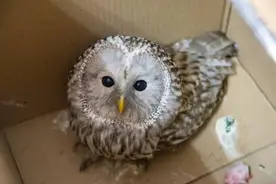 萌！小猫头鹰把自己撞晕，已放归森林图片