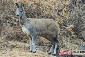 国家一级保护动物马麝再现祁连山图片