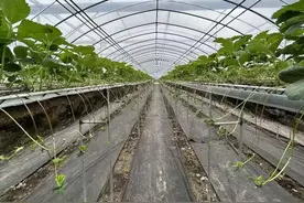 三农科普小课堂丨草莓设施育苗近期技术指导意见图片