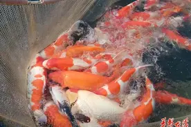 小锦鲤，大图景——从柳吉观赏鱼产业园看乡村振兴侧记图片
