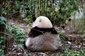 最牛赏“花”！一只“顶流猫儿”助力成都熊猫基地成五一全国最火景点之一图片