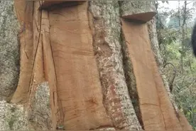 2600年“古楠木王”被毁，500年樟木被砍！盗伐贩卖古树案追踪图片