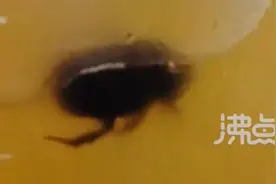 热搜第一！奶茶中喝到大蟑螂！蜜雪冰城回应图片