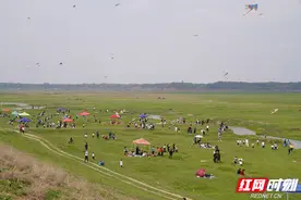 我眼中的汨罗江湿地“水上草原”图片