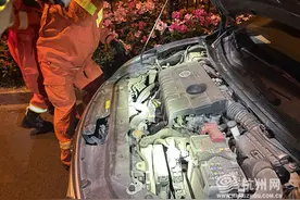 打开引擎盖出现一条大蛇 它是怎么进去的图片