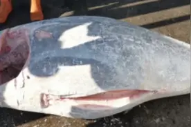 蓝鳍金枪鱼、赤嘴公鱼胶……七种海产珍品于5月12日在深圳拍卖图片