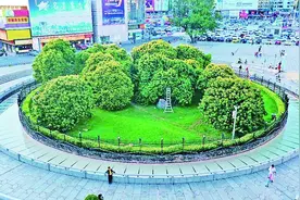 一颗荔枝55.5万元！增城西园挂绿缘何声名远播图片