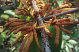 桑寄生：植物界的“小懒虫”？丨花颜鸟语图片