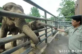 亚洲象“亚齐”不幸离世，“凶手”是象亲内皮疱疹病毒图片