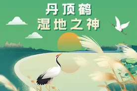 丹顶鹤 湿地之神图片