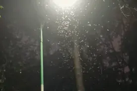 高峰期！这种密密麻麻的飞虫是啥？如何灭治？图片