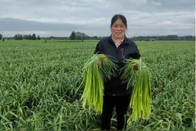 蒜苔丰收季 蒜农收获忙图片