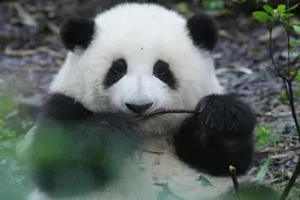 “顶流”大熊猫花花，为何治愈你我图片