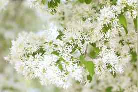 诗画山东｜千年流苏绽放 淄川“齐鲁树王”迎来最佳赏花季图片