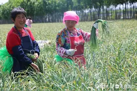 青岛“蒜薹之乡”6万亩蒜薹丰收 地头价每公斤11元创新高图片