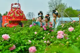 10万余株牡丹陆续盛放，延庆妫州牡丹园里尽览繁锦图片