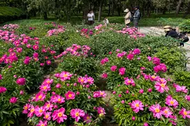 天坛公园芍药花开迎客来图片