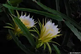 立夏尝“新”，肇庆这些美味可清热祛湿图片