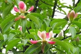 有一种叫云南的生活｜曲靖师宗：国家珍稀濒危植物红花木莲开花啦图片