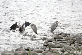 竹山：生态优苍鹭至图片