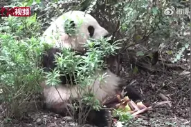 成都熊猫基地为“花花”申请商标图片