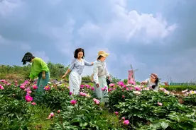 芍药开 迎客来图片