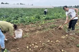 云梦：土豆获丰收 农民喜获“金豆豆”图片