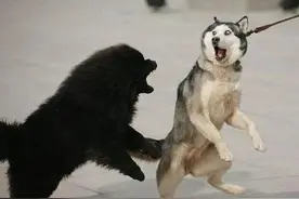 周末·普法丨狗咬人要赔，狗咬狗呢？法院这样判！图片