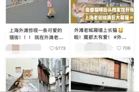 萌化！上海这条老街被巨型猫咪“占领”了→图片