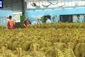 “水果”班列接连入境！你要的“榴莲自由”快来啦！图片