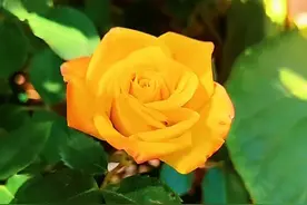 最美四“阅”天｜涵之读《红楼梦》诗词图片