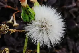 青未了|父亲图片