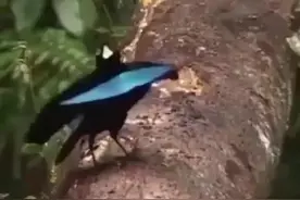 轻松时刻：优美的鸟儿求偶舞蹈，鸟都知道跳舞撩妹了！图片