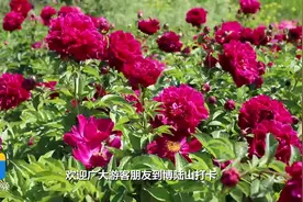 姹紫嫣红 美不胜收 昌邑这里两万多株芍药竞相绽放图片