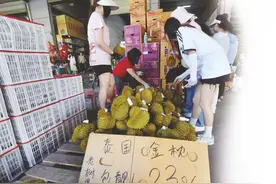一季度广西榴莲进口量占全国六成 榴莲霸屏市民大快朵颐图片
