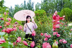 月季花开 游客满园图片