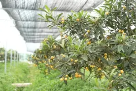 高甜预警！杭州人超爱的这一口来了！价格嘛……图片