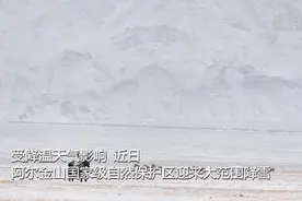 阿尔金山迎来降雪 野生动物雪中漫步图片