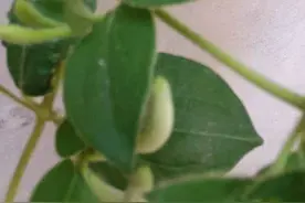 阳台上的妈妈图片