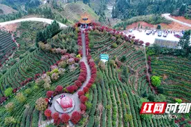 散文｜桂东印象：缕缕茶香  一泓清泉图片