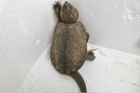 它是谁？泉州：女子路边发现“神奇动物”，一查身份不简单图片