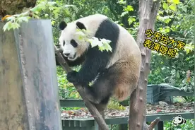 熊猫社区｜为了让观众值回票价 这只大熊猫尽力了图片