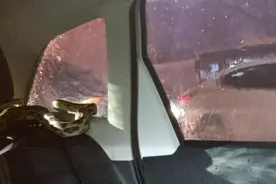 女子听到车内有异响，一条巨蛇正盘踞于车后座，吓得弃车而逃图片