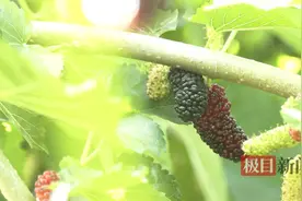 桑葚成熟迎丰收，武汉新洲“采摘经济”乐农户醉游人图片