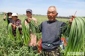仁兆6万亩蒜薹丰收，蒜农地头乐开怀图片