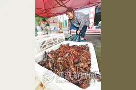 芜湖：小龙虾集中上市 价格“跳水”图片