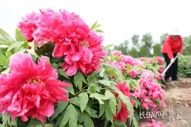 唐山丰润：特色种植富农家图片